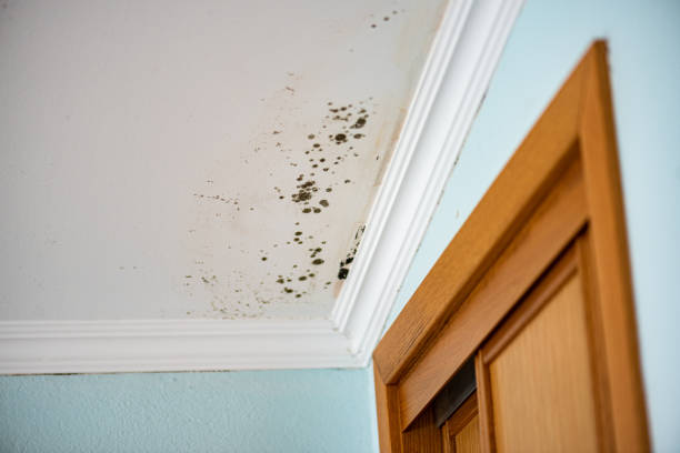 Trusted Silver Firs, WA Mold Removal Experts